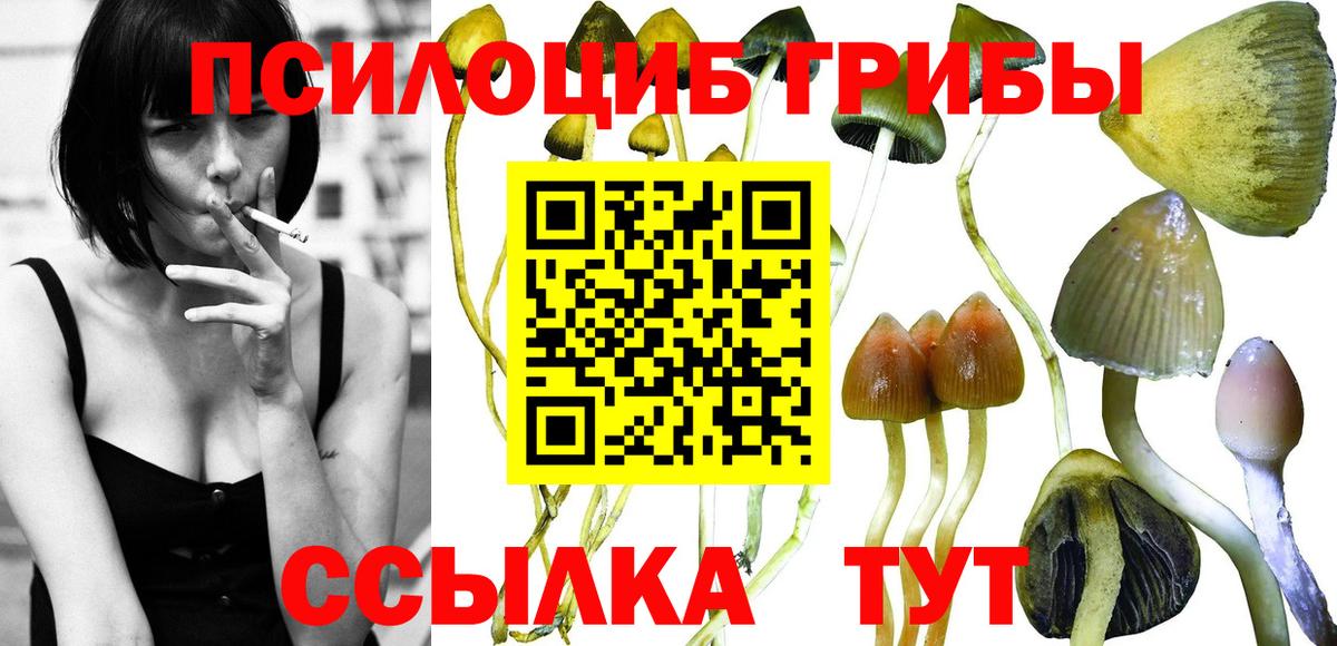 Псилоцибиновые грибы Psilocybine cubensis Ржев